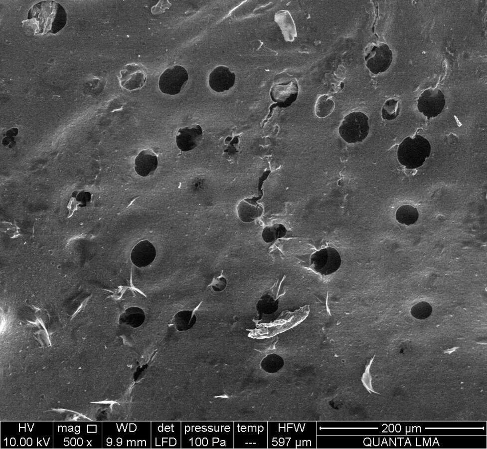 Micrograph of algae-based material structure