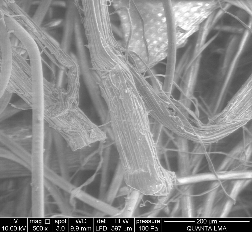 Micrograph of pineapple-based material structure